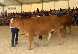 El concurso de hembras de raza limusina estrena una de las nuevas carpas de Salamaq