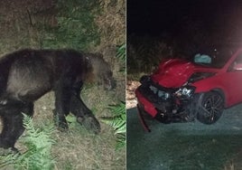 El oso fallecido al ser atropellado por un turismo.