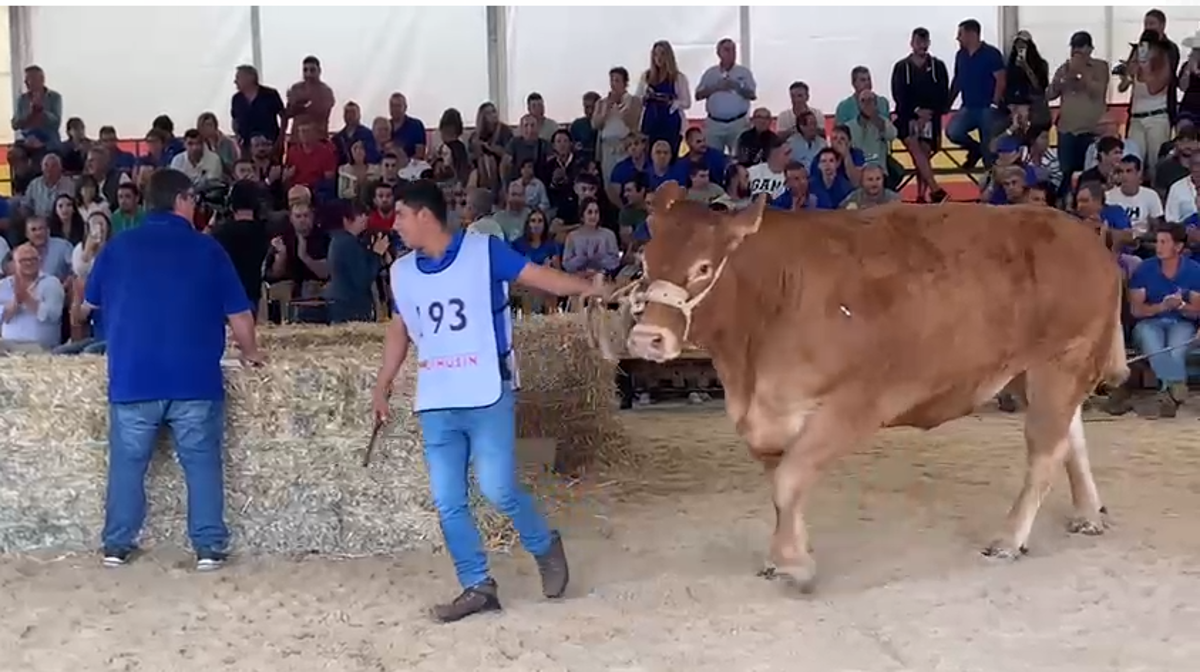 6.100 euros por Minty en una emocionante subasta de vacas de limusín