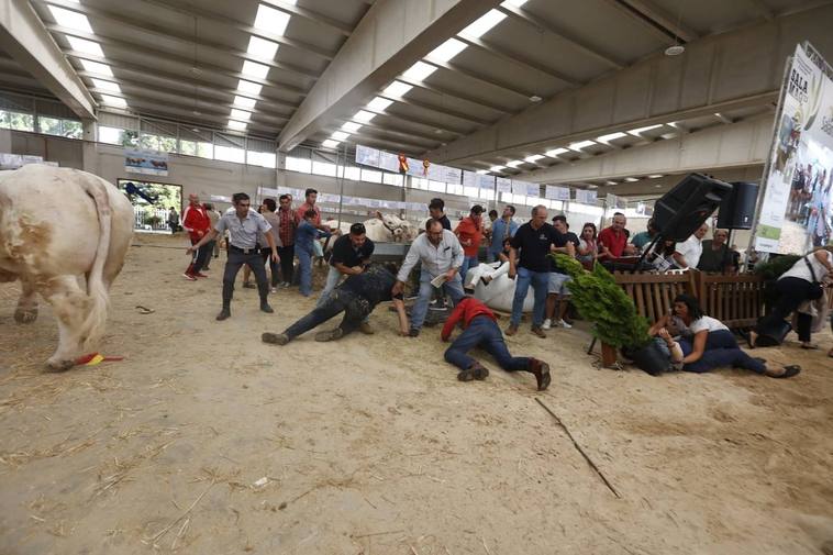Susto en Salamaq tras una pequeña estampida en una de las naves