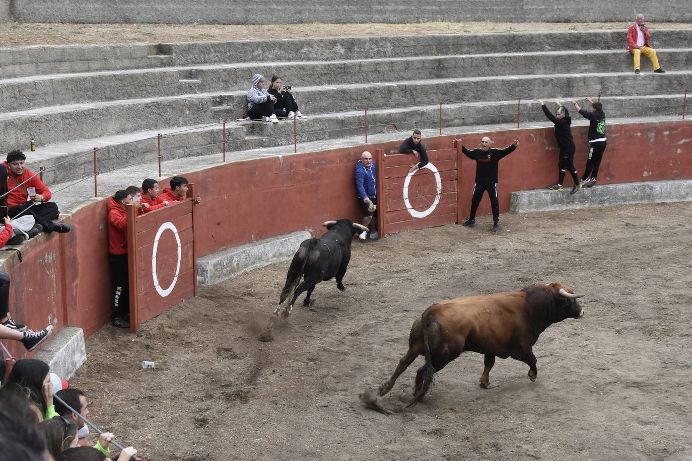 Fulminante último encierro de Pereña de la Ribera