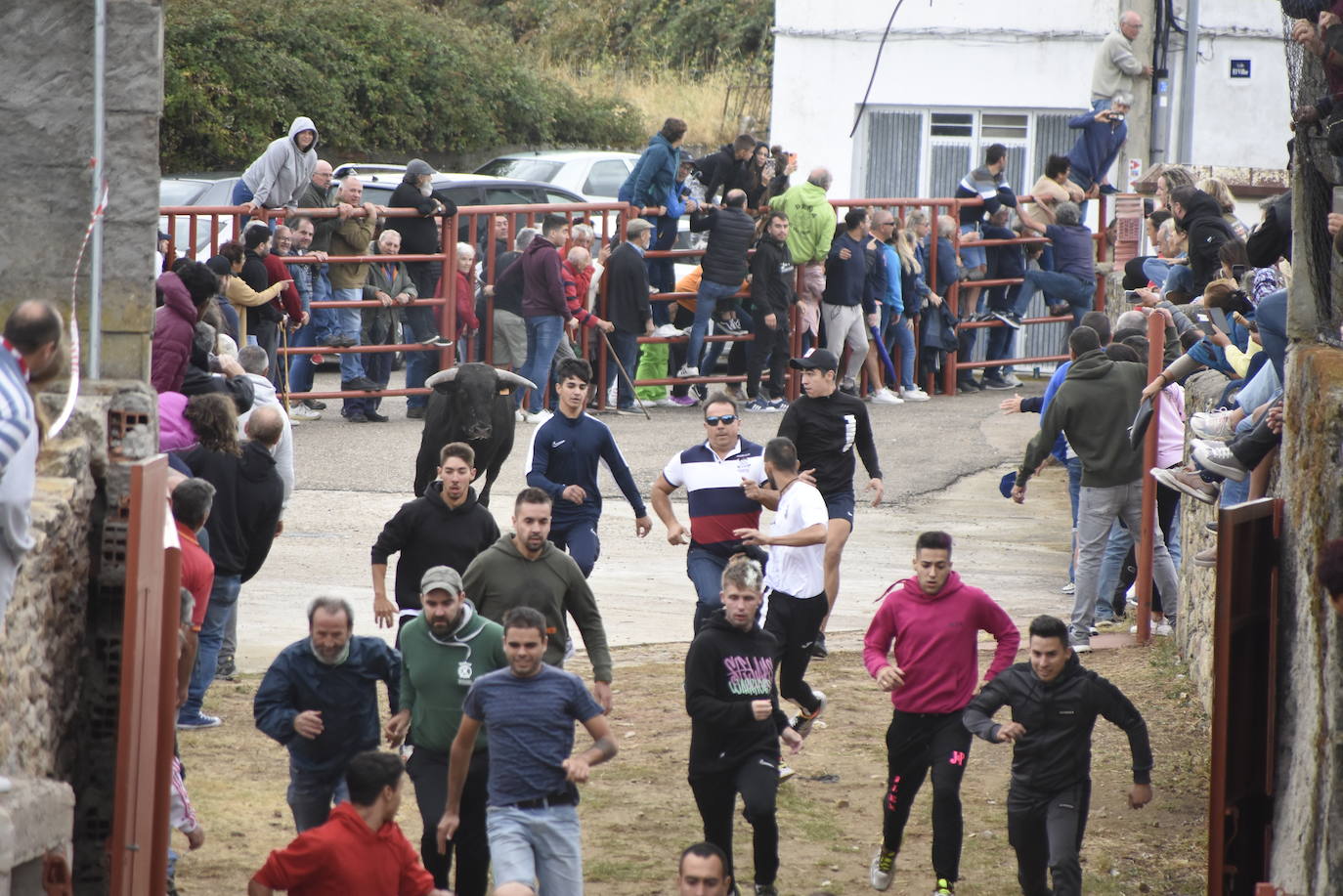 Fulminante último encierro de Pereña de la Ribera