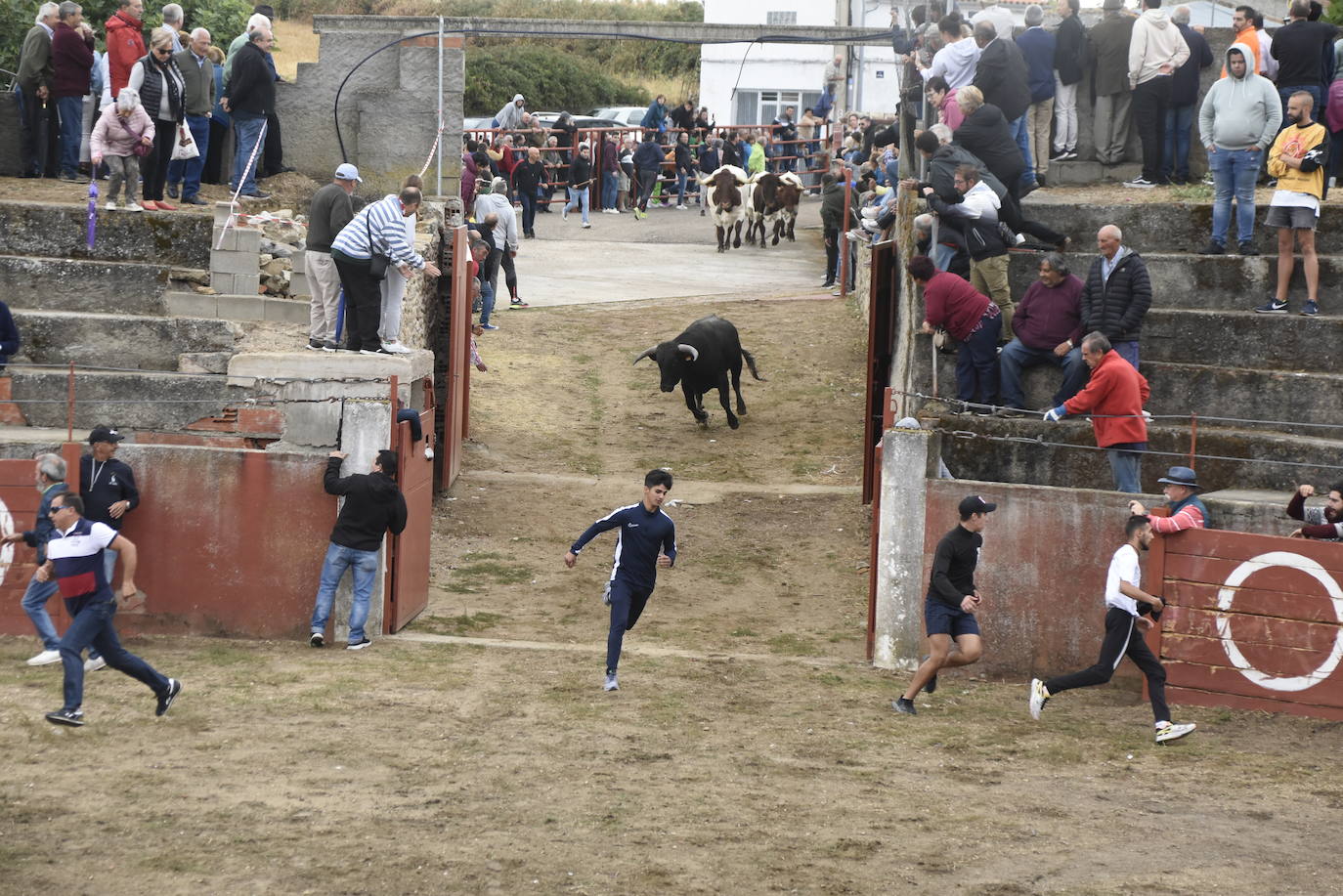 Fulminante último encierro de Pereña de la Ribera