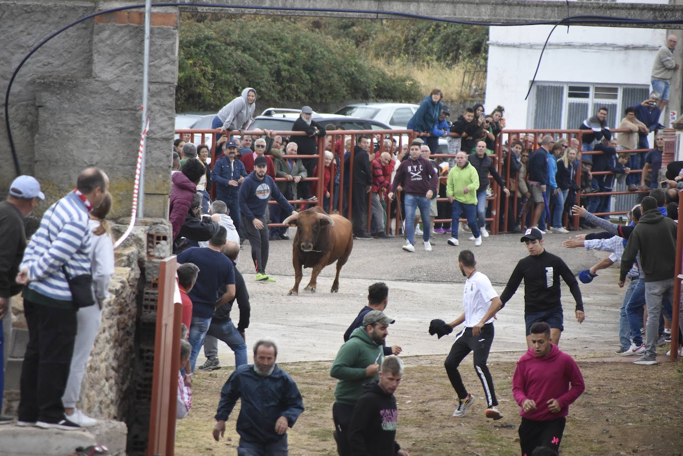 Fulminante último encierro de Pereña de la Ribera