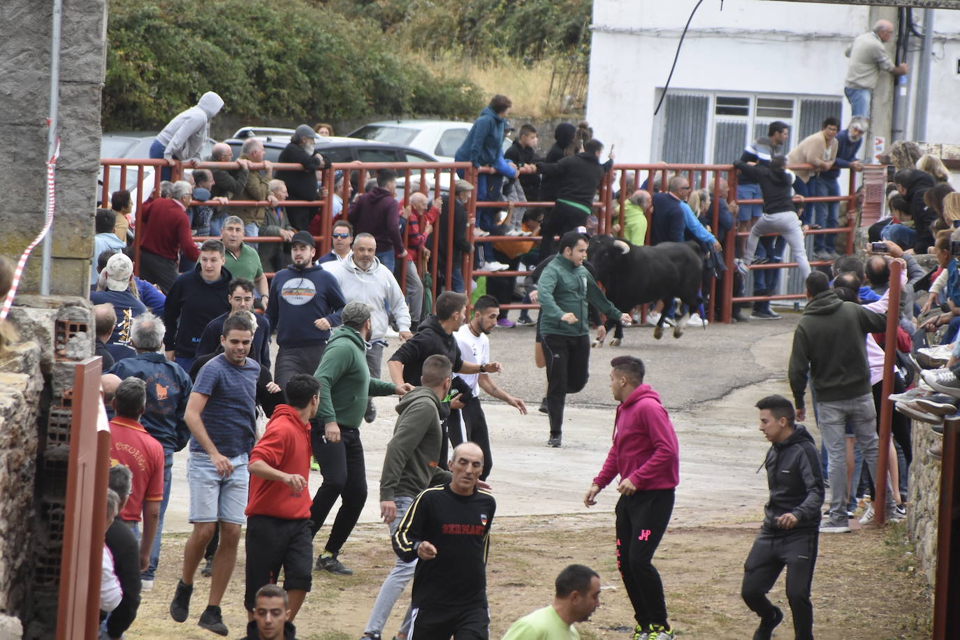 Fulminante último encierro de Pereña de la Ribera