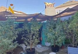 Plantas de marihuana intervenidas dentro de la 'Operación Miller'.