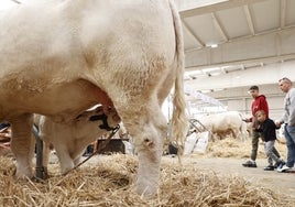 Una familia observa cómo un ternero es amamantado por una vaca en Salamaq.