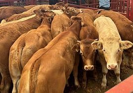 Una imagen de ganado vacuno.