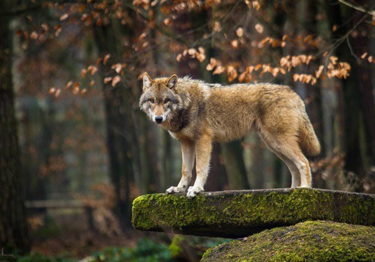 Un lobo en los bosques españoles.