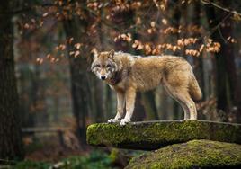 Un lobo en los bosques españoles.