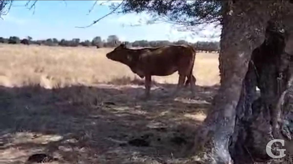 Así muere una vaca con la EHE