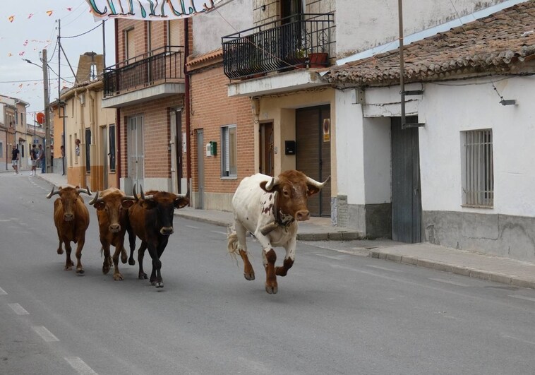 Tres vacas protagonizan el primer festejo por las calles de Cantalapiedra