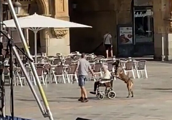 ¡Insólito! Un perro pasea a una mujer en silla de ruedas por la Plaza Mayor de Salamanca