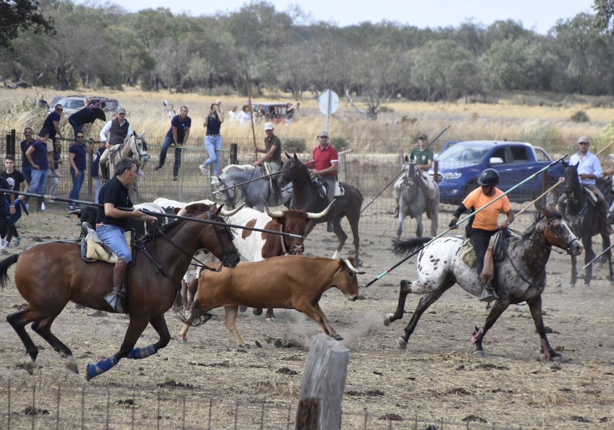 Encierro con caballos y una vaquilla díscola