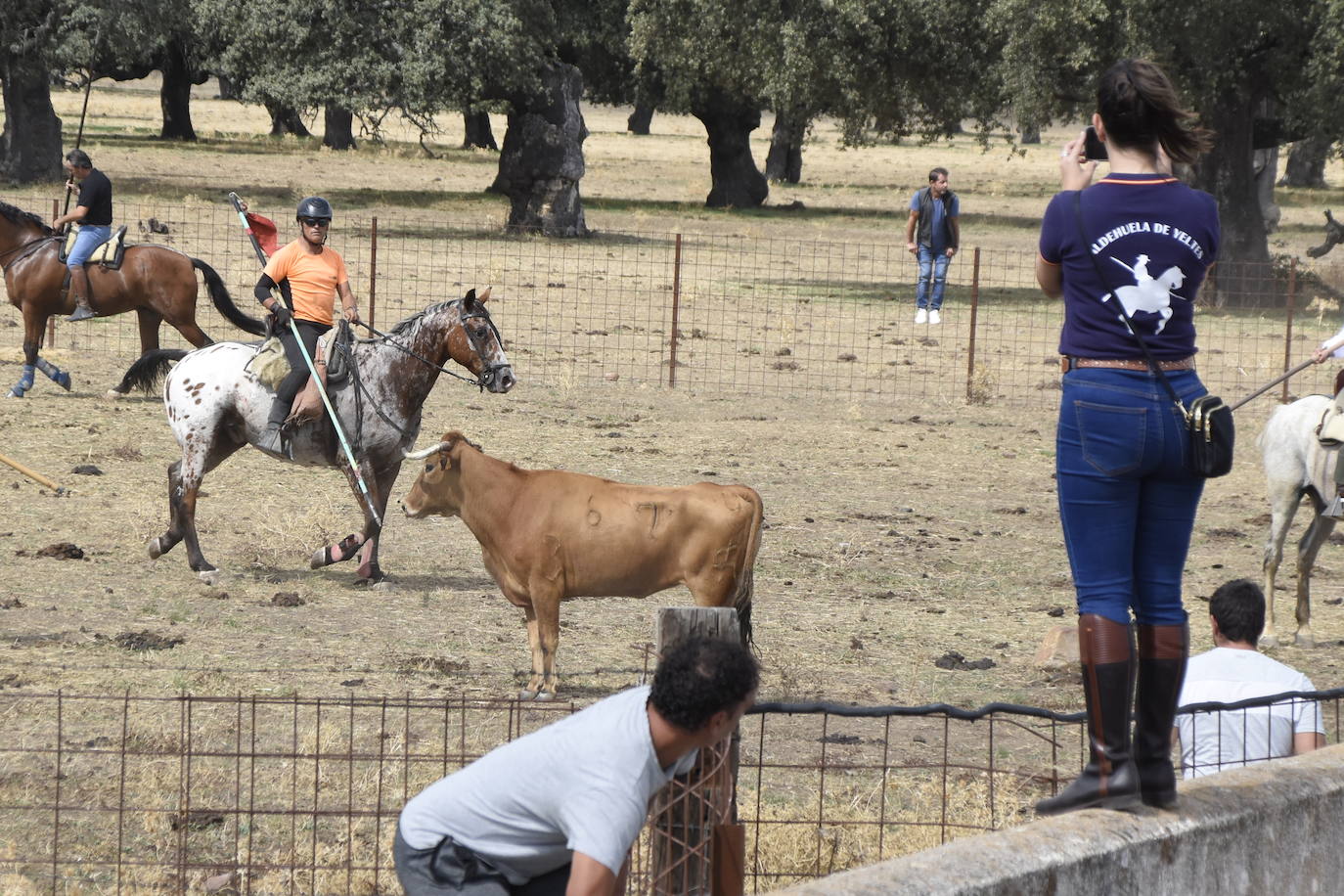 Encierro con caballos y una vaquilla díscola