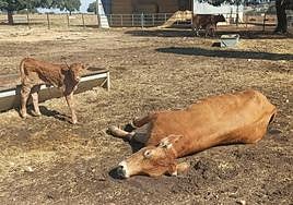 Una vaca muerta por la EHE y su hija