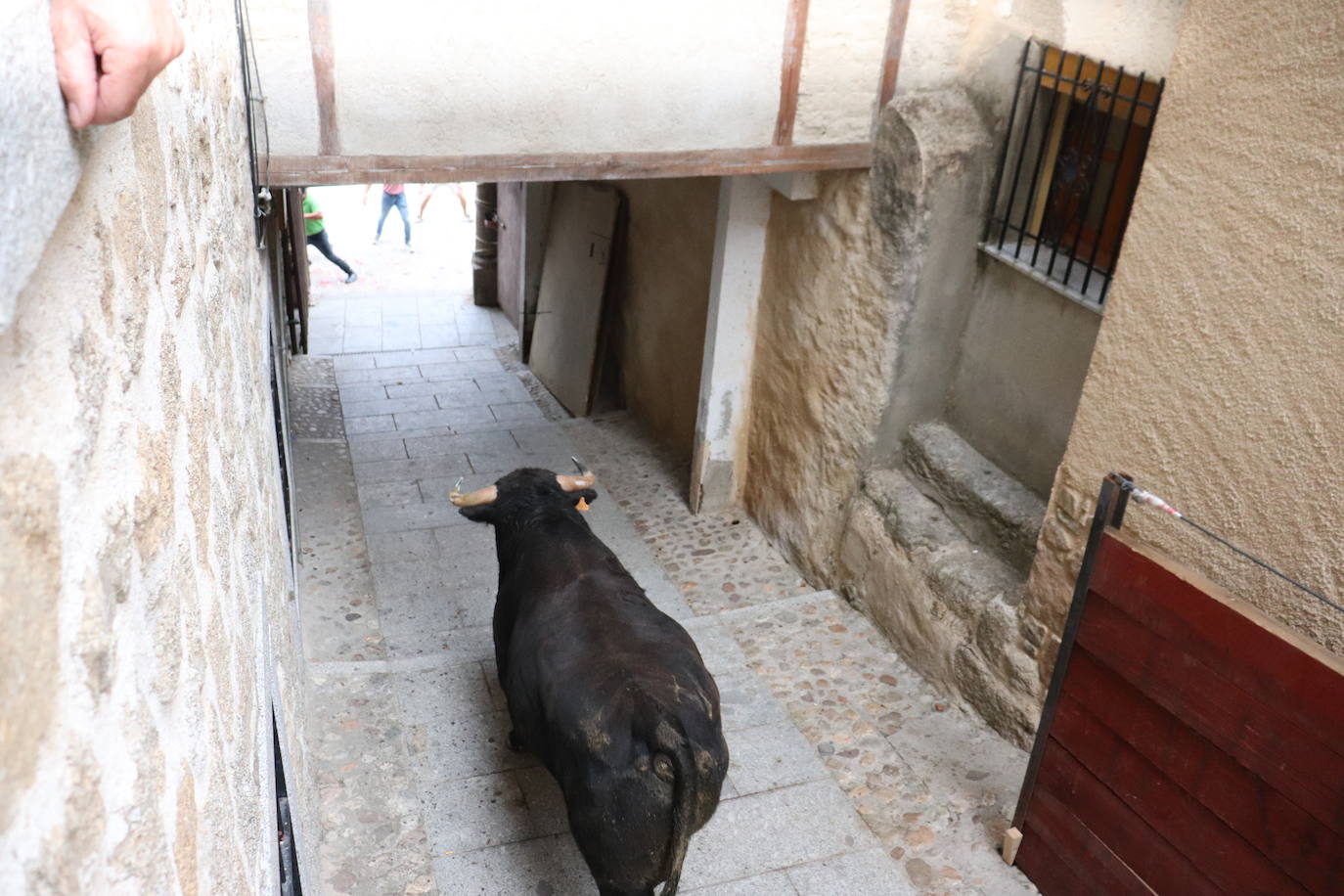 El toro no defrauda y llena San Esteban de la Sierra