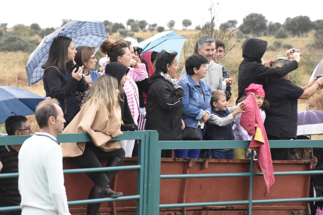 El agua no espanta ni a público ni a vacas en Aldehuela de Yeltes