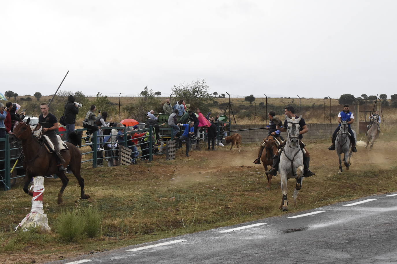 El agua no espanta ni a público ni a vacas en Aldehuela de Yeltes