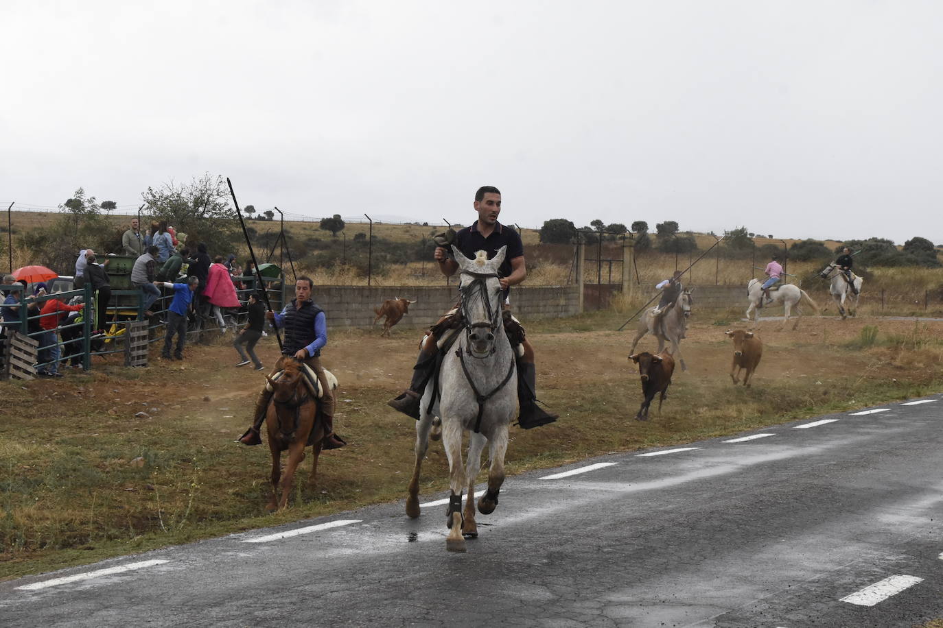 El agua no espanta ni a público ni a vacas en Aldehuela de Yeltes