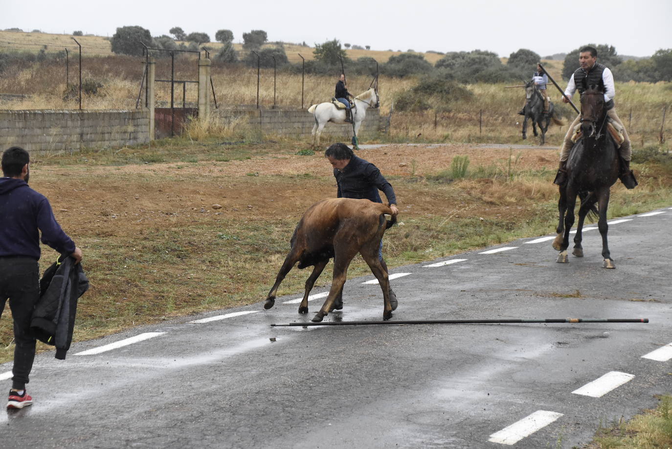 El agua no espanta ni a público ni a vacas en Aldehuela de Yeltes