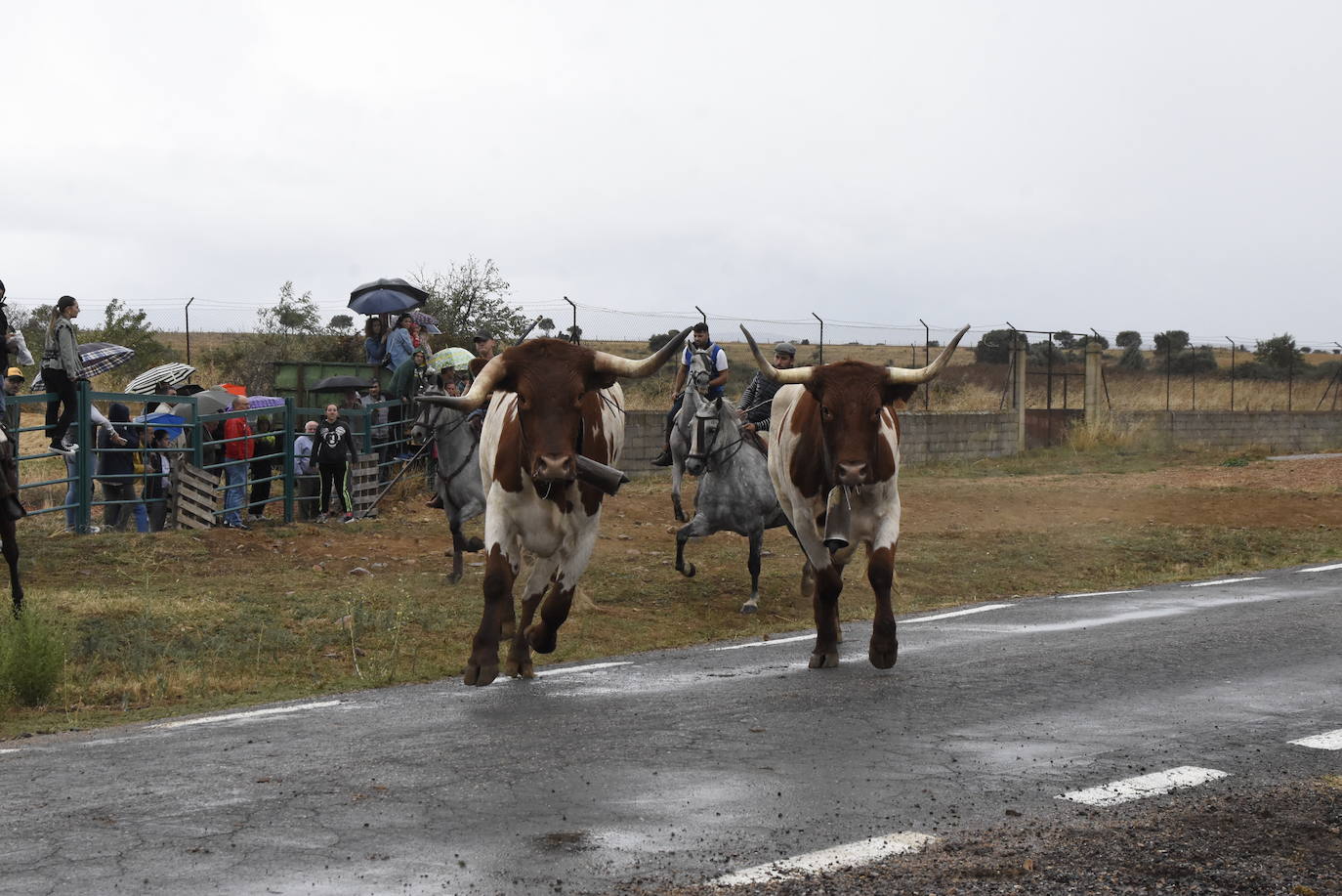 El agua no espanta ni a público ni a vacas en Aldehuela de Yeltes