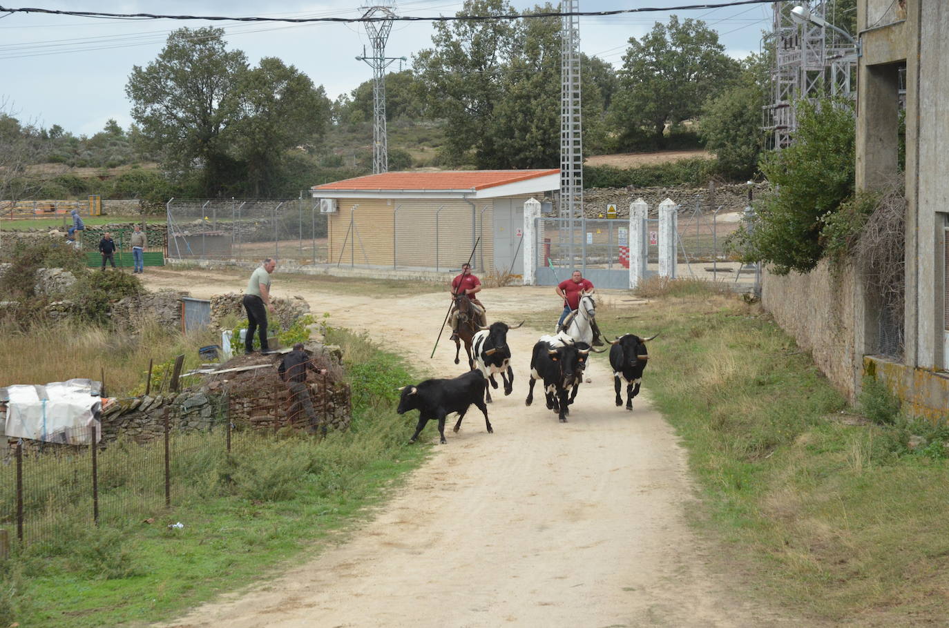 Novillo a la fuga en Barruecopardo