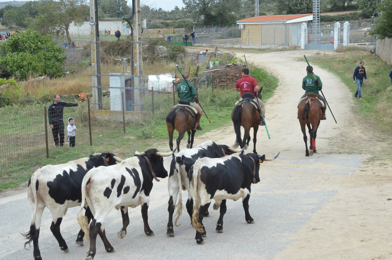 Novillo a la fuga en Barruecopardo