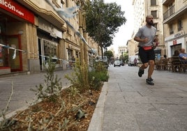 Plantas de especies arbustivas de baja necesidad hídrica en la calle Zamora