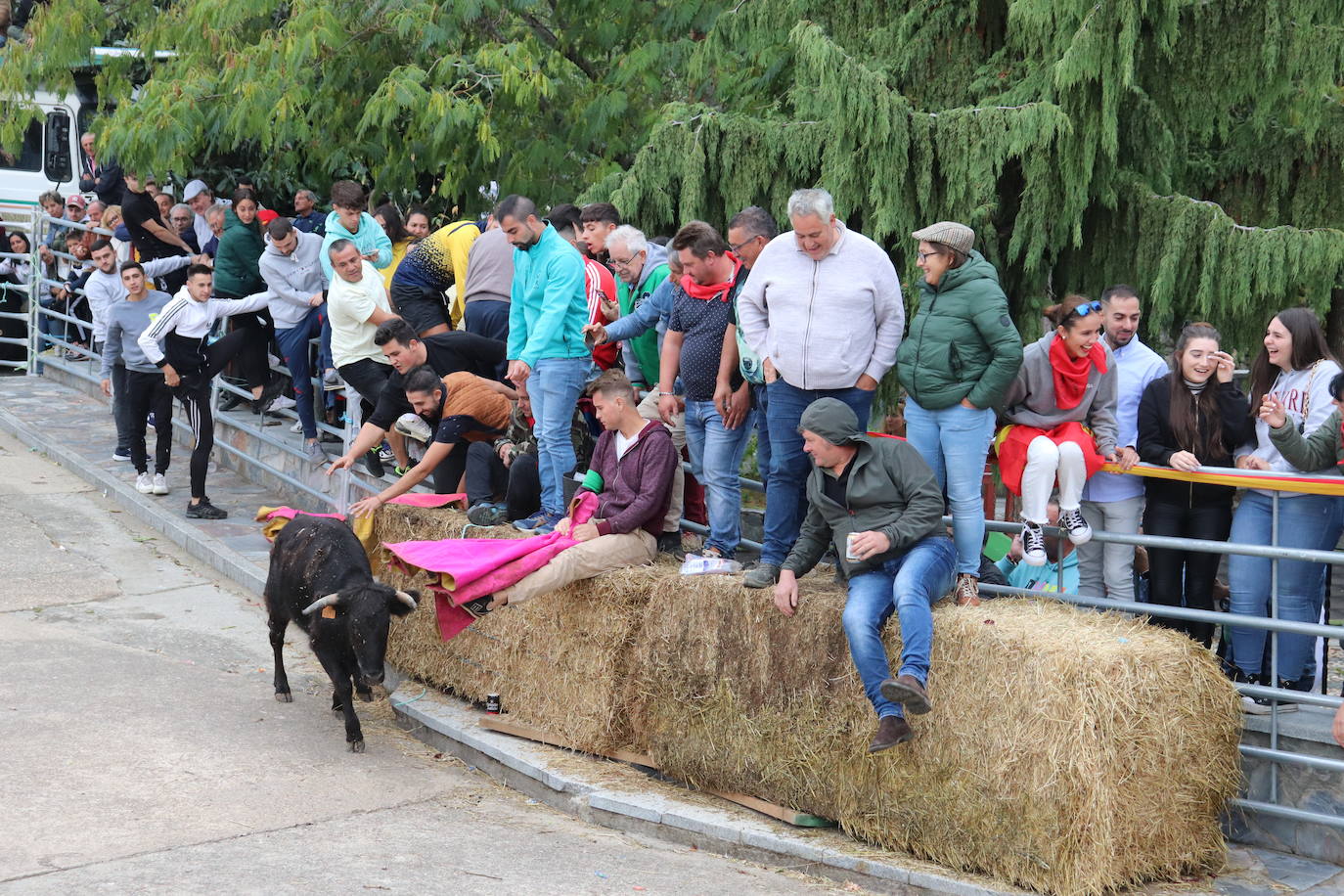 Cristóbal llena en la vuelta de las vaquillas a sus fiestas