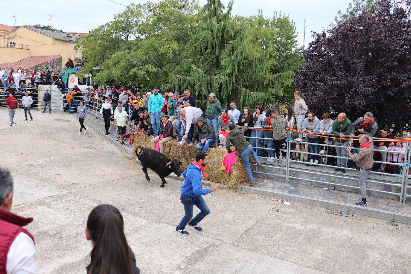 Cristóbal llena en la vuelta de las vaquillas a sus fiestas