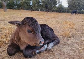 'Calcetines' se convierte en Trending Topic