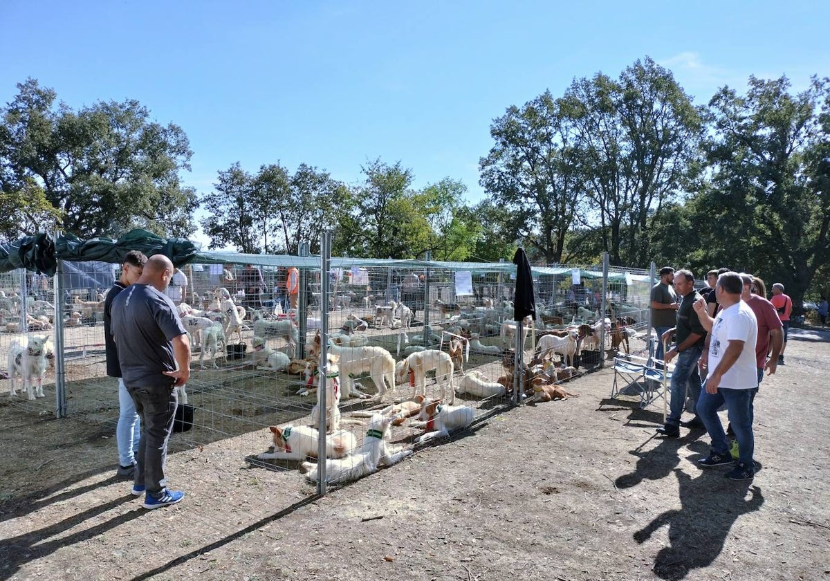 Imagen de las rehalas congregadas el año pasado en la feria.