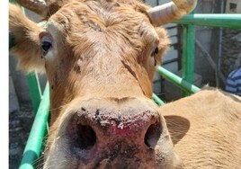 Vaca afectada por la enfermedad hemorrágica epizoótica.