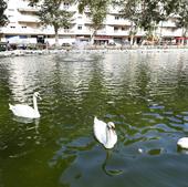 Agua verde en el estanque de la Alamedilla
