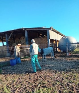 Imagen secundaria 2 - La cabaña ganadera sufre las graves consecuencias de la EHE