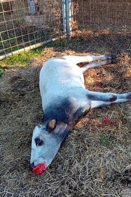 Terrible imagen de un ternero recién muerto por la EHE tras el saneamiento en Fuenteguinaldo