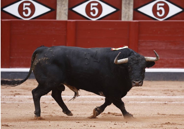 CARAFINA (Puerto de San Lorenzo) Nº 154, de 548 kilos Negro bragado corrido, nacido en septiembre de 2019. Ovacionado por su preciosa hechura y bella lámina. Bravo en el caballo, el segundo envite por su cuenta y ya sin castigo en la retirada del picador. Codicioso, humillado y entregado fue excelente en la muleta. Talavante cortó una oreja.