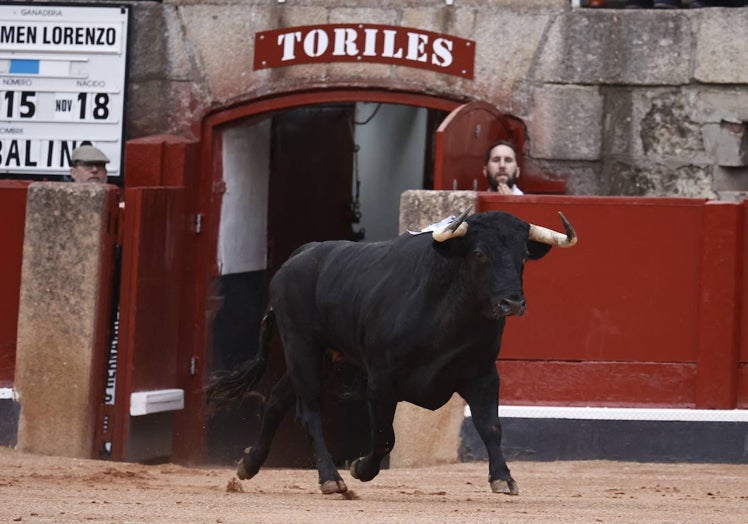 JABALINO (Carmen Lorenzo) Nº 15, de 540 kilos Negro bragado, nacido en noviembre de 2018. Palmas de salida; galopó y embistió más recto que ninguno de largo en el segundo encuentro al caballo. Lo estrellaron contra el burladero antes de empezar la faena y no fue óbice para demostrar después una excelsa bondad. Oreja para Chaves.