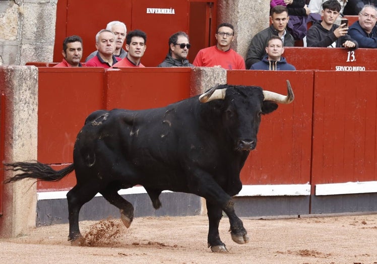 LIRIO (José Enrique Fraile de Valdefresno) Nº 45, de 559 kilos Negro, nacido en diciembre de 2017. Toro cinqueño de los de más cuajo y seriedad. Escarbó antes de acudir al caballo pero en el segundo encuentro se arrancó desde los medios con tranco, alegría y fijeza. Noble, boyante y franco se intuyó mucho más de lo que se vio. Chaves cortó una oreja.