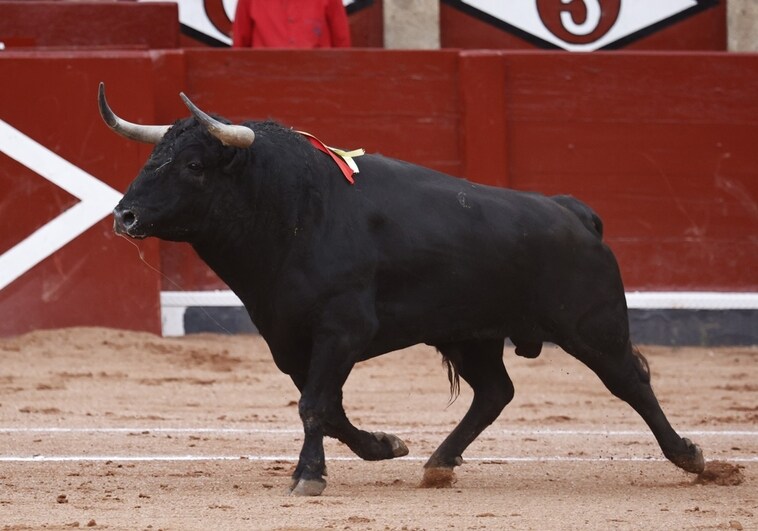 El toro de Salamanca