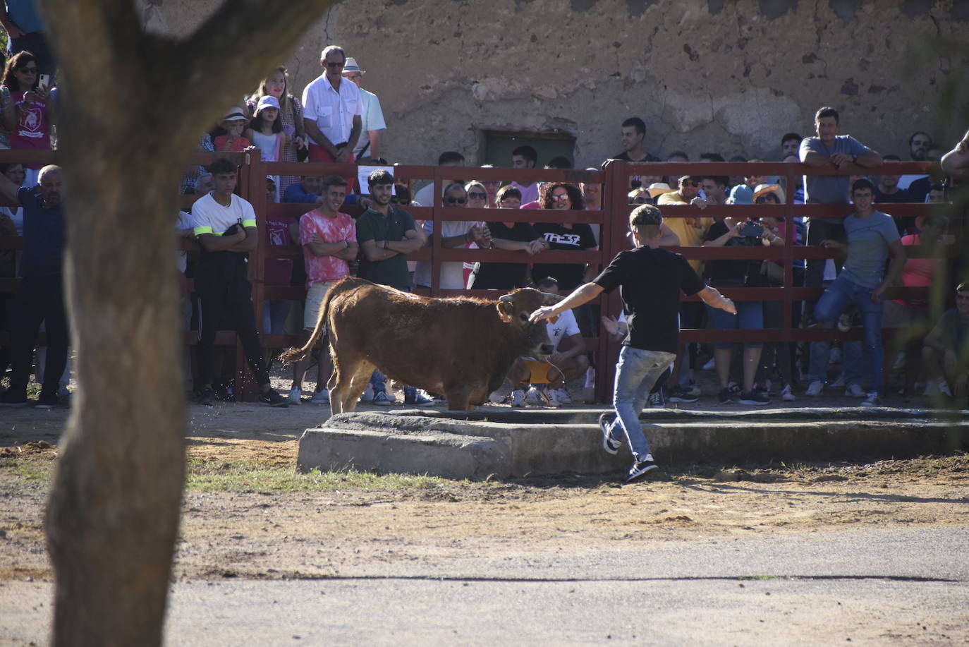 Animado y taurino San Miguel en Pedrotoro