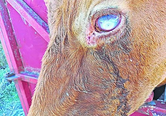 Vaca ciega como consecuencia del conocido como «covid de las vacas», que no afecta al hombre.