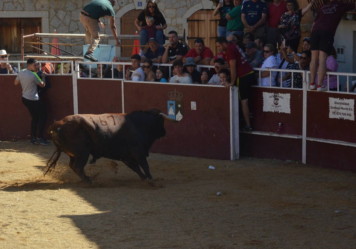 Último encierro en El Maíllo