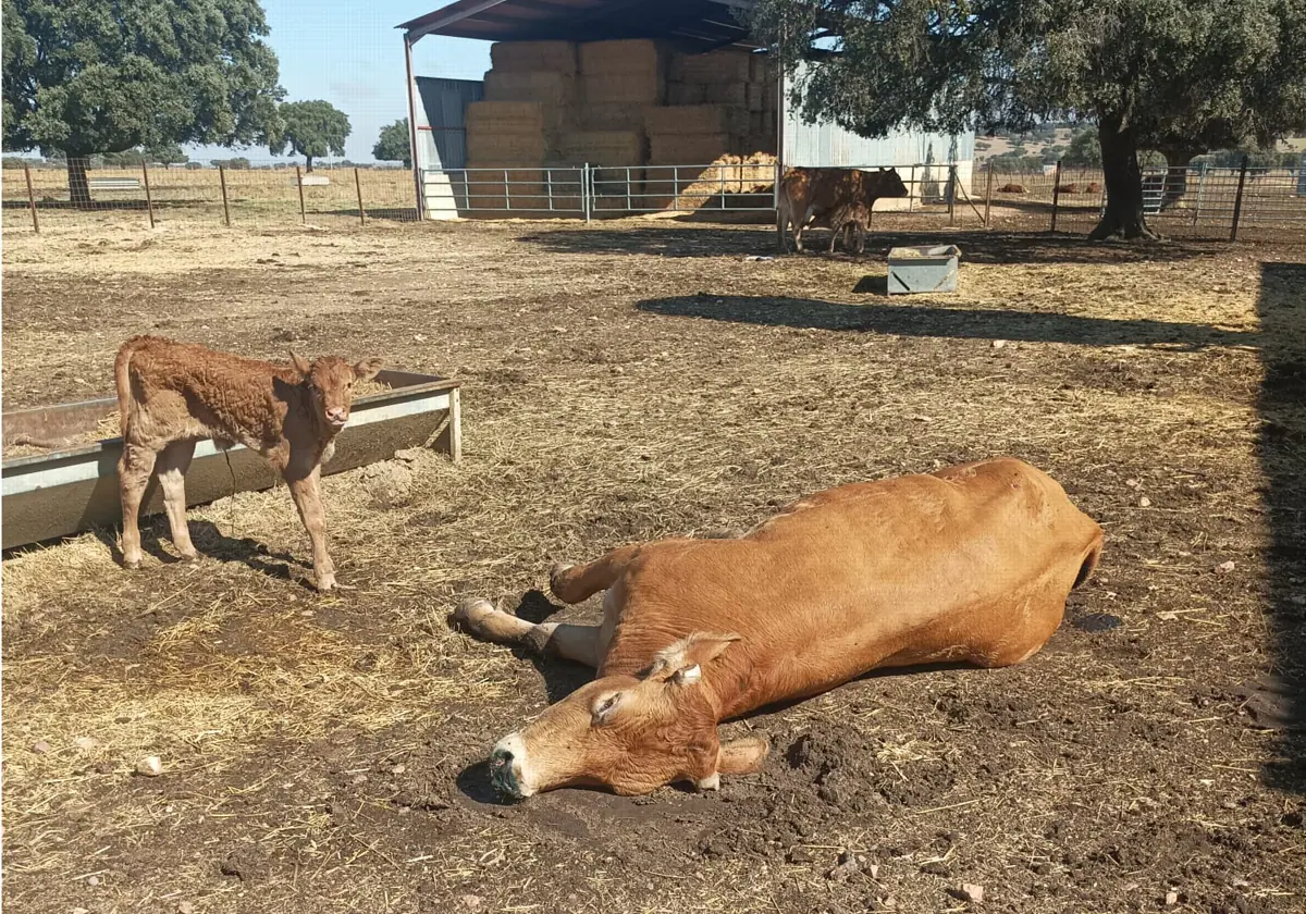 Otro serotipo del «covid de las vacas» amenaza a la ganadería