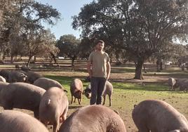 Juanma Benito, con algunos de sus cerdos ibéricos.