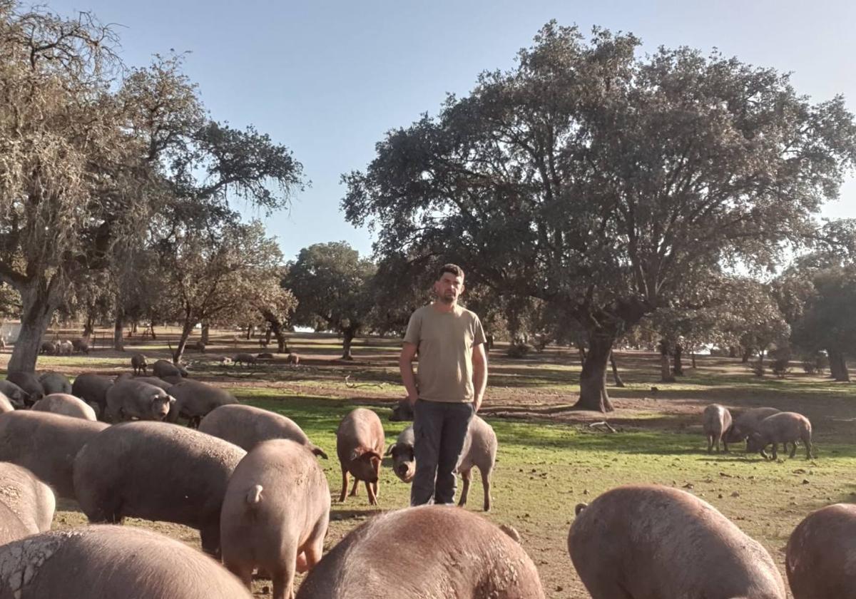 Juanma Benito, con algunos de sus cerdos ibéricos.