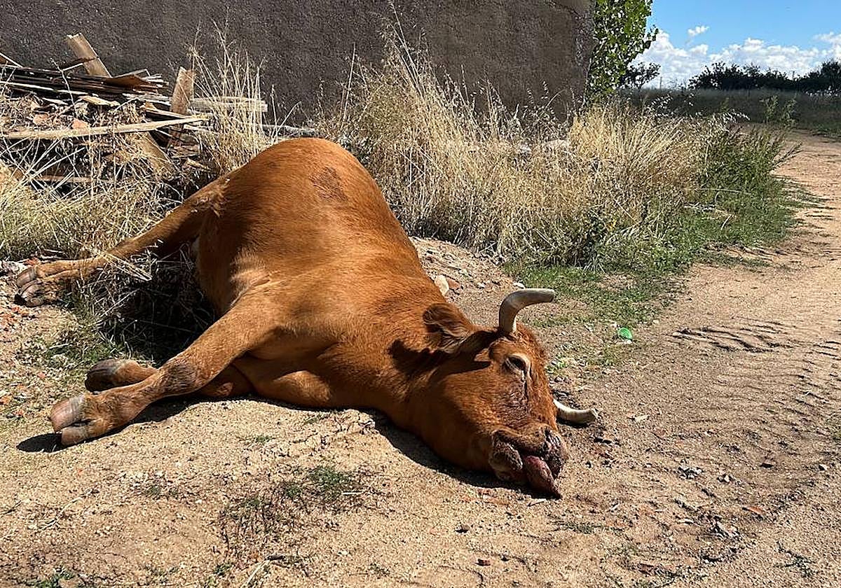 Dos meses después del primer caso de EHE: «Aún están mal»
