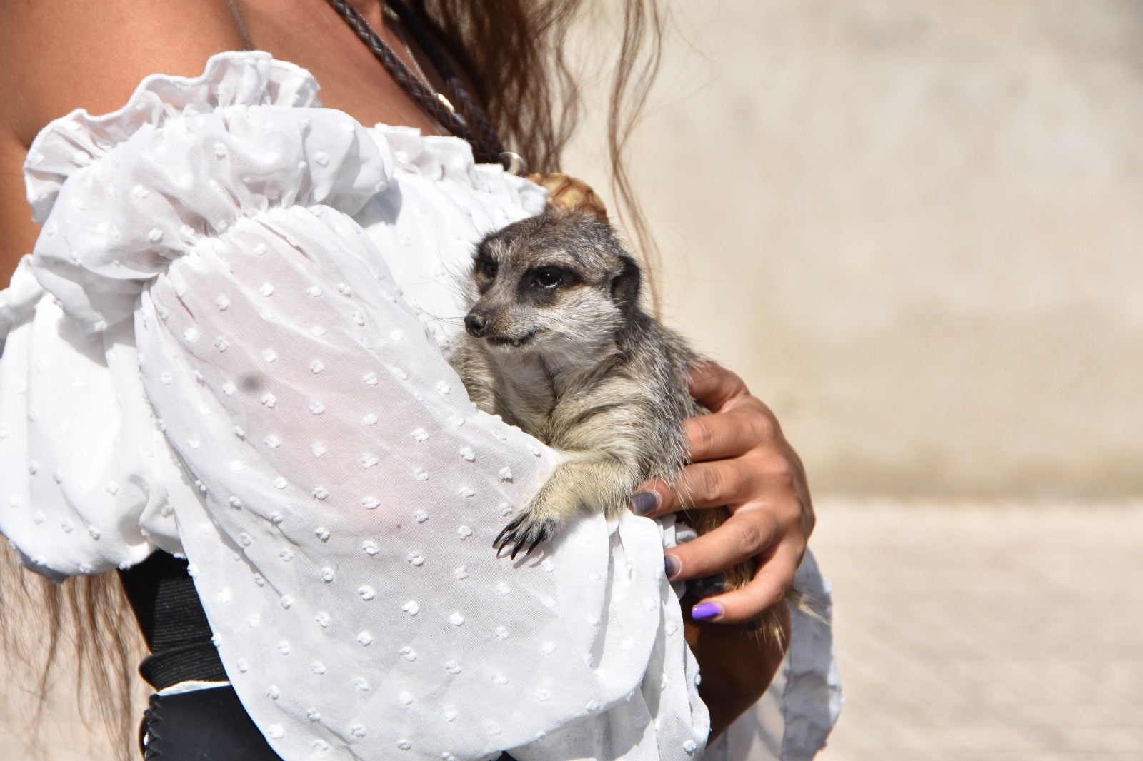 Un lobo canadiense o un suricato, en el Mercado Medieval de Castellanos