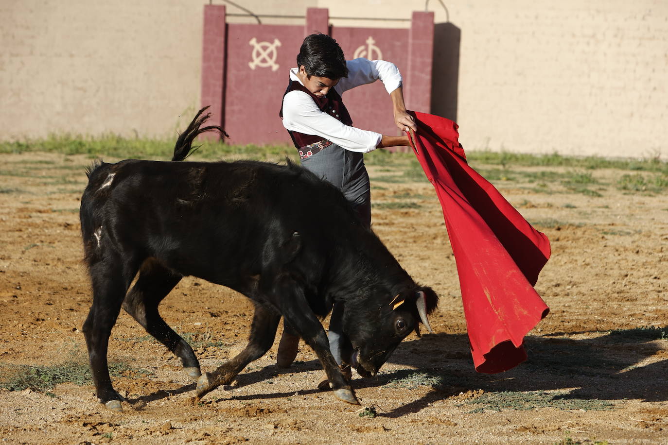 Marco Pérez en el tentadero de Peña de Cabra, con vacas de Loreto Charro